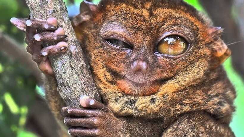 Bohol: Premium Chocolate Hills, Tarsiers & River Experience - Who should book this tour?