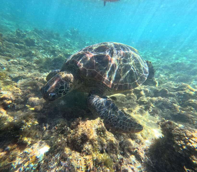 Bohol PREMIUM PAMILACAN Island Tour - The early boat ride and dolphin search