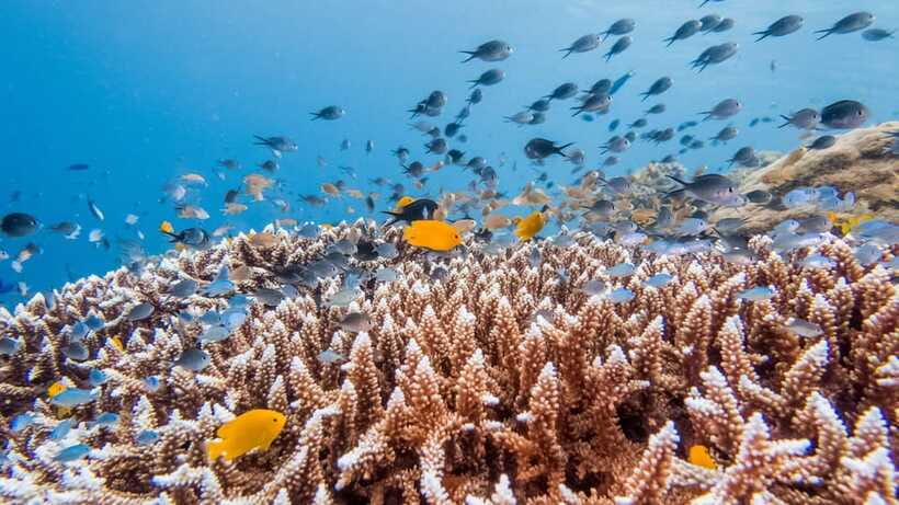 Bohol: Private Balicasag Tour with extra snorkeling time - Sea turtles and the value of extra water time