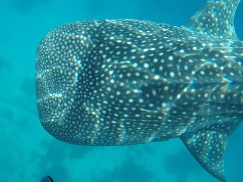 Cebu: 2-Day Private Tour Moalboal and Oslob - Why two days works for Southern Cebu