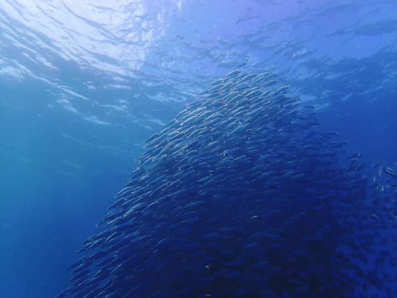 Cebu: 2-Day Private Tour Moalboal and Oslob - Moalboal sardines and turtles