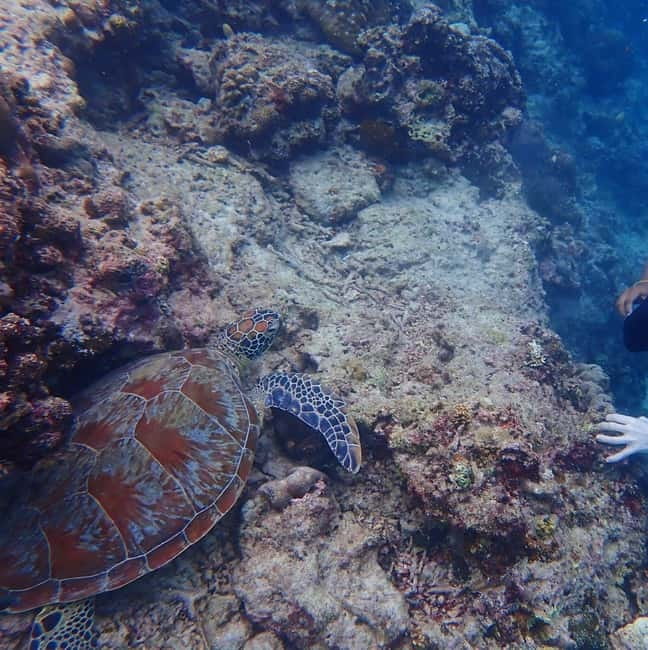Cebu: 2-Day Private Tour Moalboal and Oslob - Day one: Kawasan Falls and the road to Moalboal