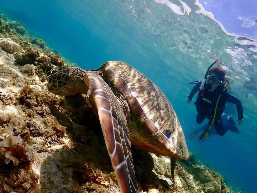 Cebu: Beach Scuba Diving Experience - About 45 minutes beneath the surface