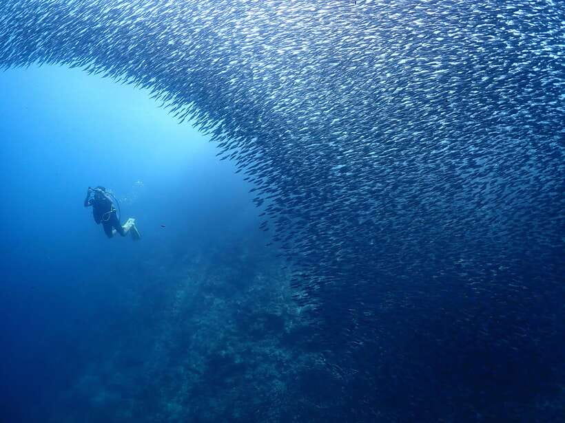 Cebu: Beach Scuba Diving Experience - Why the free photos matter