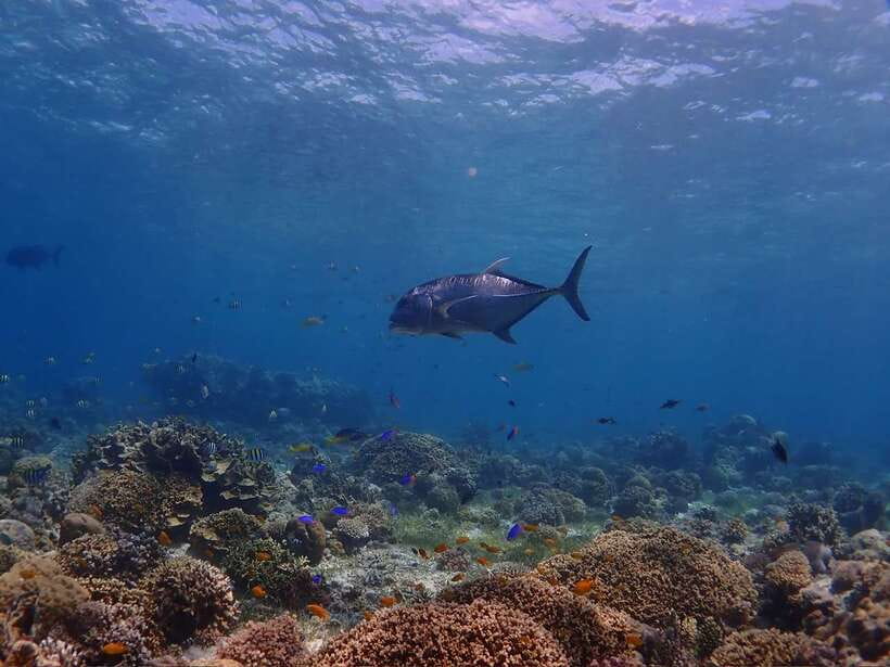 Cebu: Boat Diving Two Dive Tour in Olango Island - Booking advice and cancellation flexibility