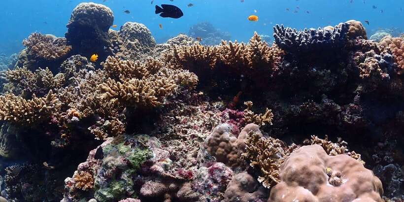 Cebu: Boat Diving Two Dive Tour in Olango Island - Should you book the Olango Island tour?