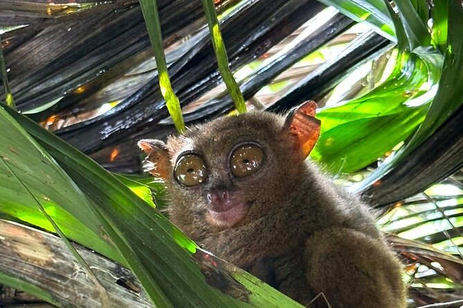 Cebu-Bohol Day Tour + Ferry Tickets - Key points at a glance