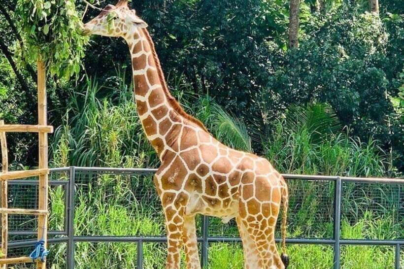 Cebu:Cebu Safari Adventure Park Day Trip - Timing the African Savannah and bird show
