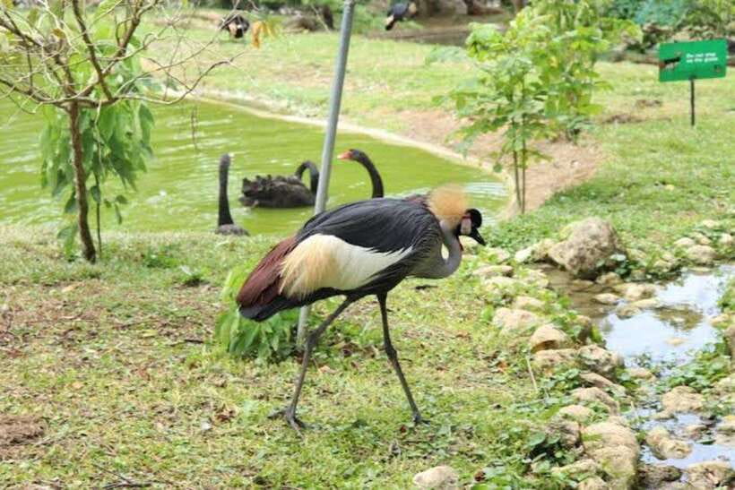 Cebu:Cebu Safari Adventure Park Day Trip - Tiger viewing requires a little planning