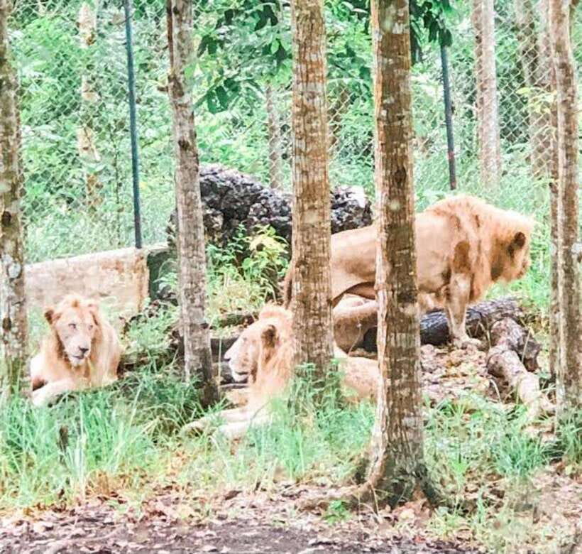 Cebu:Cebu Safari Adventure Park Day Trip - Animal encounters and feeding sessions