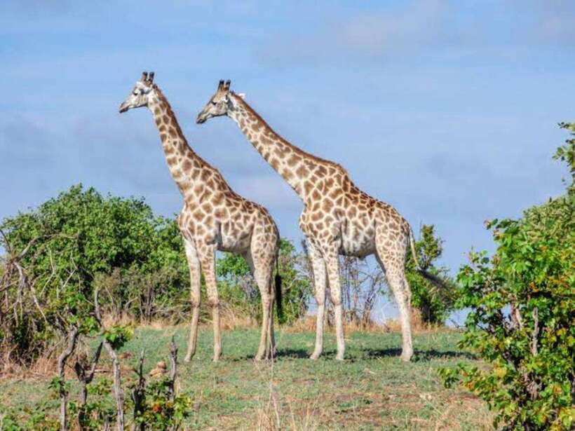 Cebu:Cebu Safari Adventure Park Day Trip - What you can eat and buy at the park