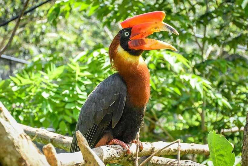 Cebu:Cebu Safari Adventure Park Day Trip - Is $97 per person a fair price?