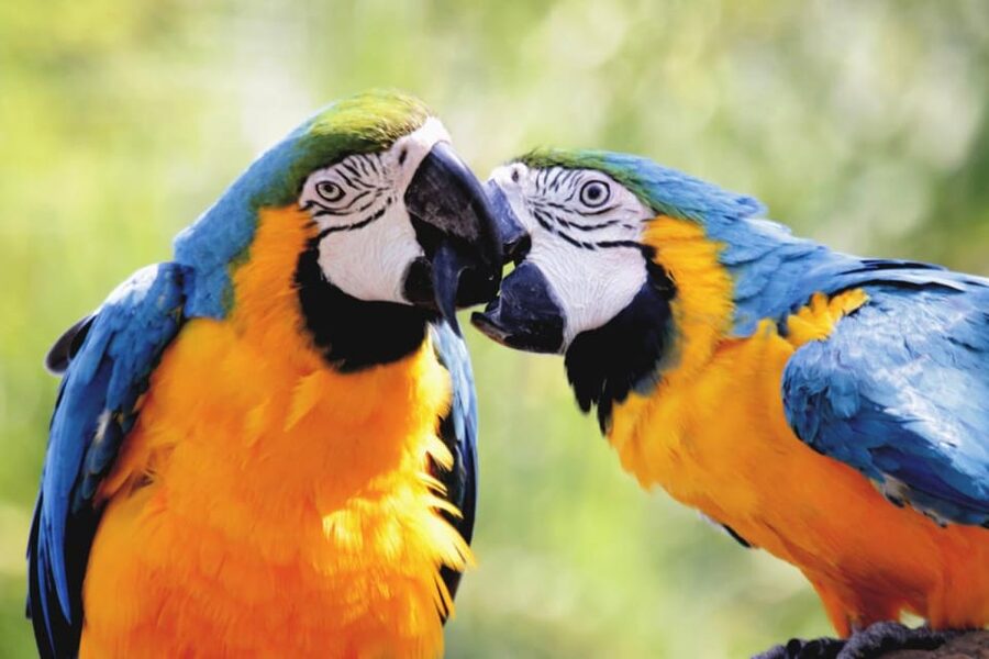 Cebu:Cebu Safari Adventure Park Day Trip - Who will enjoy this experience most?