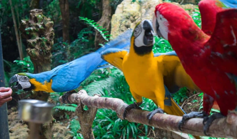 Cebu:Cebu Safari Adventure Park Day Trip - The safari truck ride and wildlife viewing