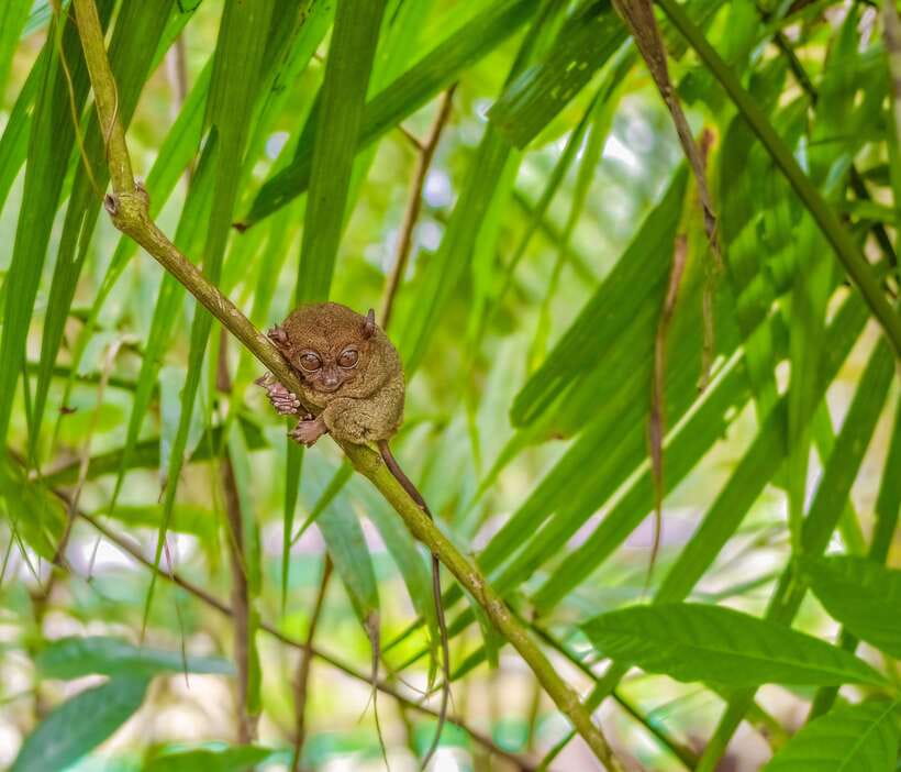 Cebu City: Bohol Countryside Tour with Loboc Cruise Lunch - Key points to know before booking