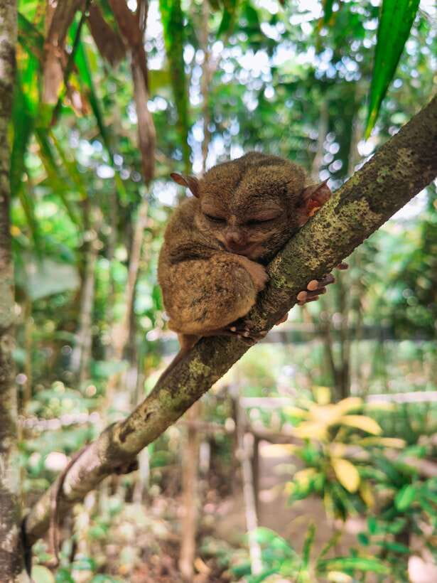 Cebu City: Bohol Countryside Tour with Loboc Cruise Lunch - The Mahogany Forest drive