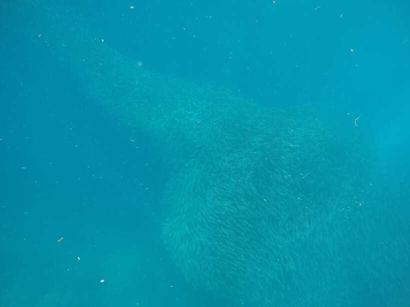 Cebu: Kawasan Canyoneering & Sardines Run and Turtle Chase - Who should book this South Cebu day?