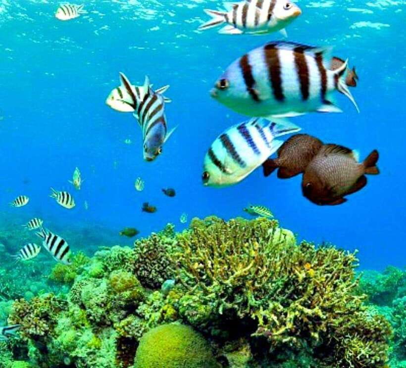 Cebu: Mactan Island Hopping Boat Tour with Lunch - Three islands, three different reasons to stop
