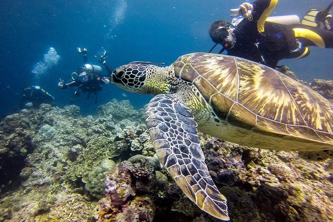 Cebu Moalboal Beach, Sardine Run, Sea Turtle Viewing + Canyoneering Tour - Snorkeling with turtles and sardines