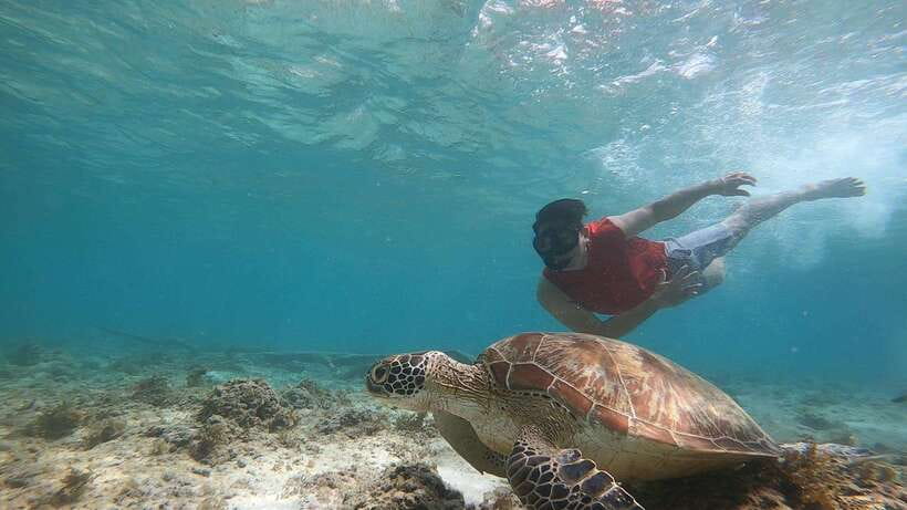 Cebu: Moalboal Island Hopping & Kawasan Falls Adventure - Why the sardine run makes Moalboal worth the drive
