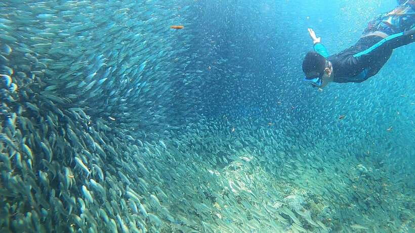 Cebu: Moalboal Island Hopping & Kawasan Falls Adventure - Pescador Island and the rules of a busy reef