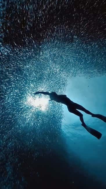 Cebu: Moalboal Sardine Run & Kawasan Falls Canyoneering - Two South Cebu classics in one long day