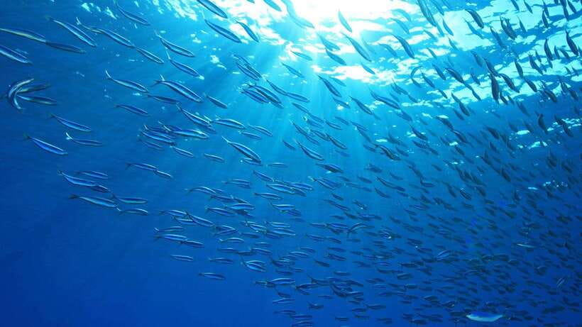 Cebu: Moalboal Sardines and Turtles Snorkeling Tour - Why Moalboal’s sardine run is worth the trip