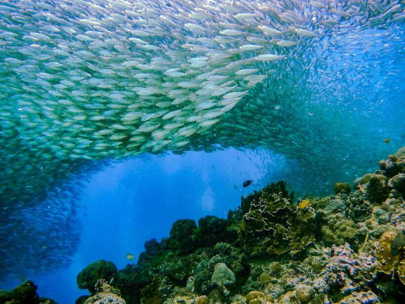 Cebu: Moalboal Sardines and Turtles Snorkeling Tour - Pescador Island and the first snorkeling session