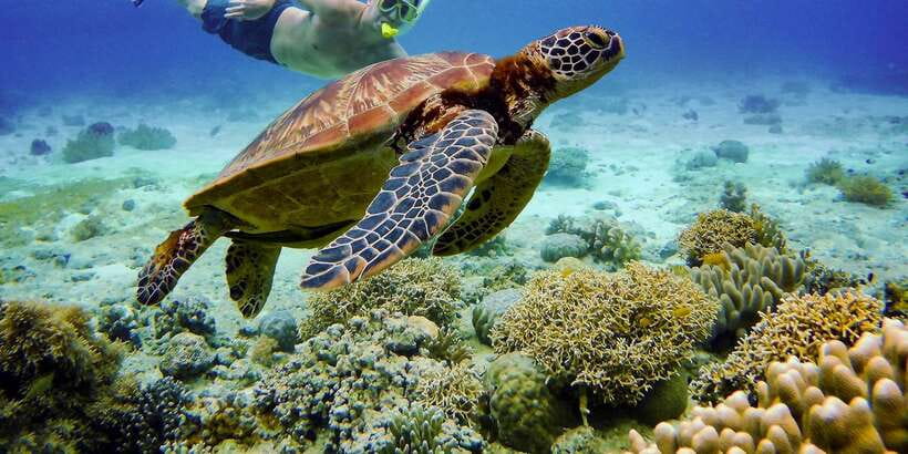 Cebu: Moalboal Sardines and Turtles Snorkeling Tour - Talisay Point and the search for sea turtles