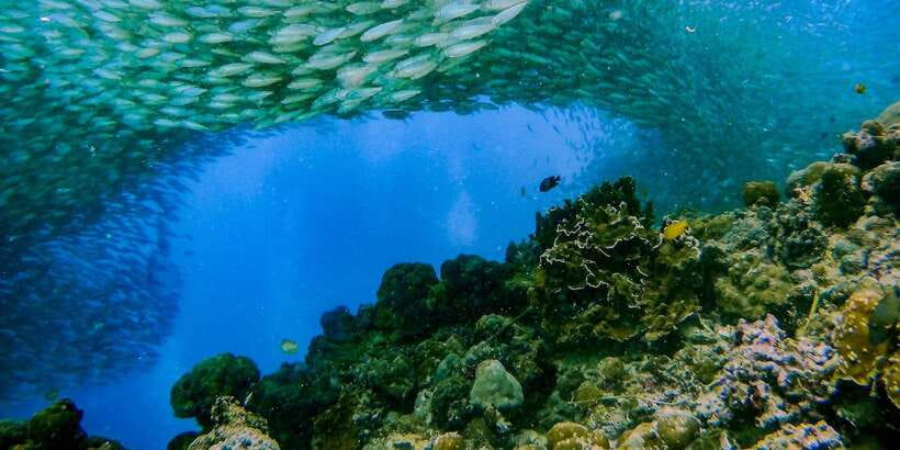 Cebu: Moalboal Sardines and Turtles Snorkeling Tour - Who should book this Moalboal tour