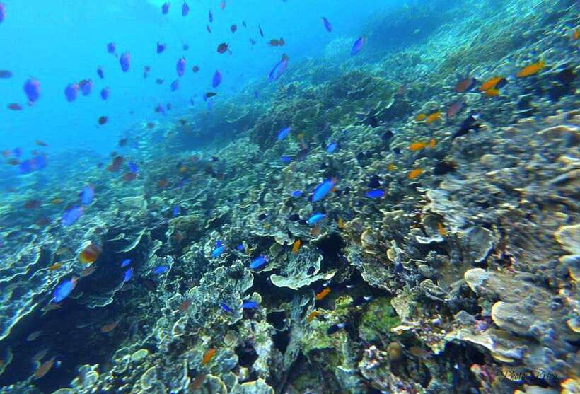 Cebu: Moalboal Sardines Run Snorkel & Kawasan Canyoneering - Kawasan Falls, with jumps and natural slides