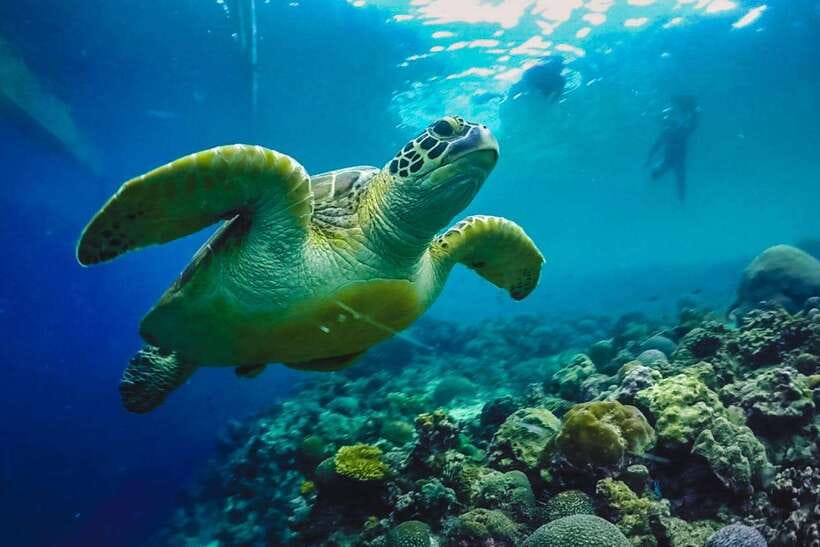 Cebu: Moalboal Sardines Run Snorkel & Kawasan Canyoneering - Who should book this day?