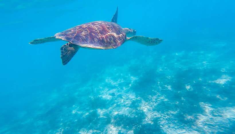 Cebu: Moalboal Sardines & Turtle Snorkeling and Canyoneering - Key points at a glance