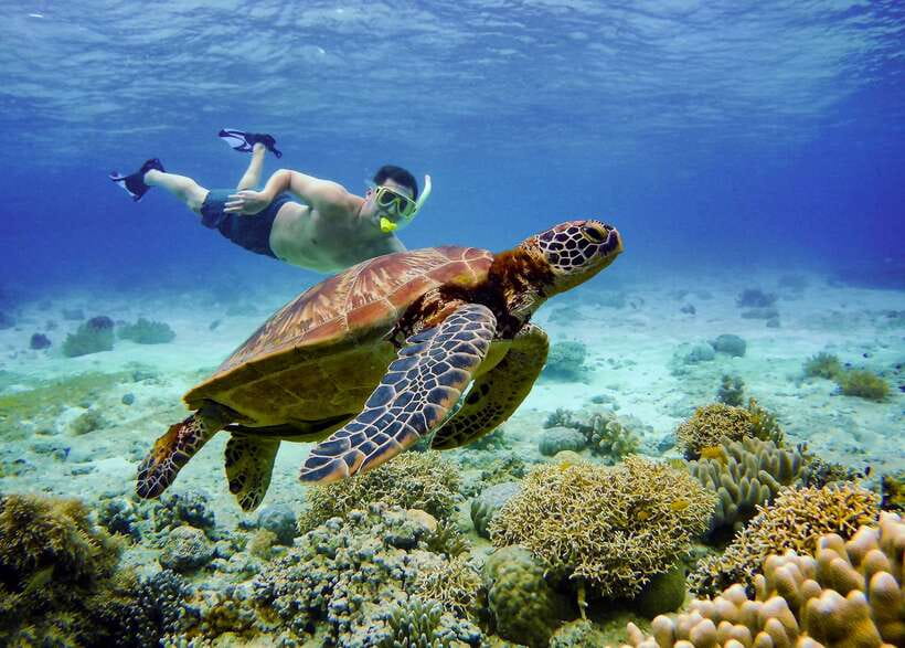 Cebu: Moalboal Sardines & Turtle Snorkeling and Canyoneering - Sea turtles at Moalboal