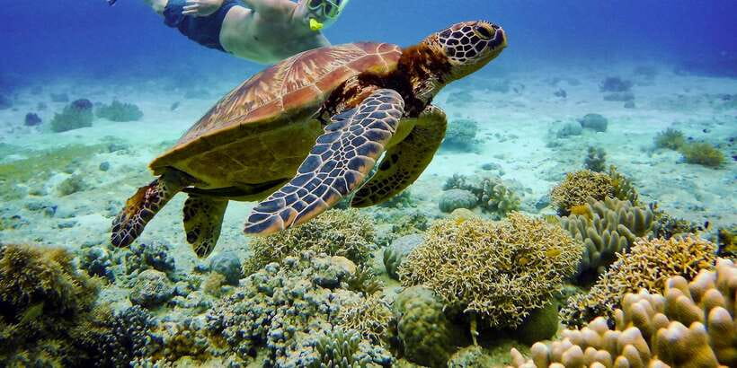 Cebu: Moalboal Sardines & Turtle Snorkeling and Canyoneering - Who should book this Cebu adventure
