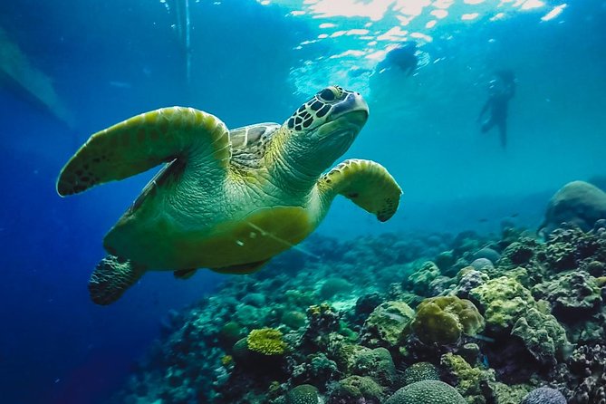 Cebu: Moalboal Sardines, Turtle Snorkeling & Kawasan Canyoneering - Key points to know before booking