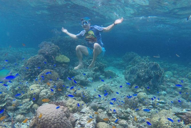 Cebu: Moalboal Sardines, Turtle Snorkeling & Kawasan Canyoneering - Two South Cebu highlights in one long day