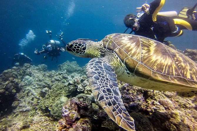 Cebu: Moalboal Sardines, Turtle Snorkeling & Kawasan Canyoneering - Reaching Kawasan Falls after the canyoneering