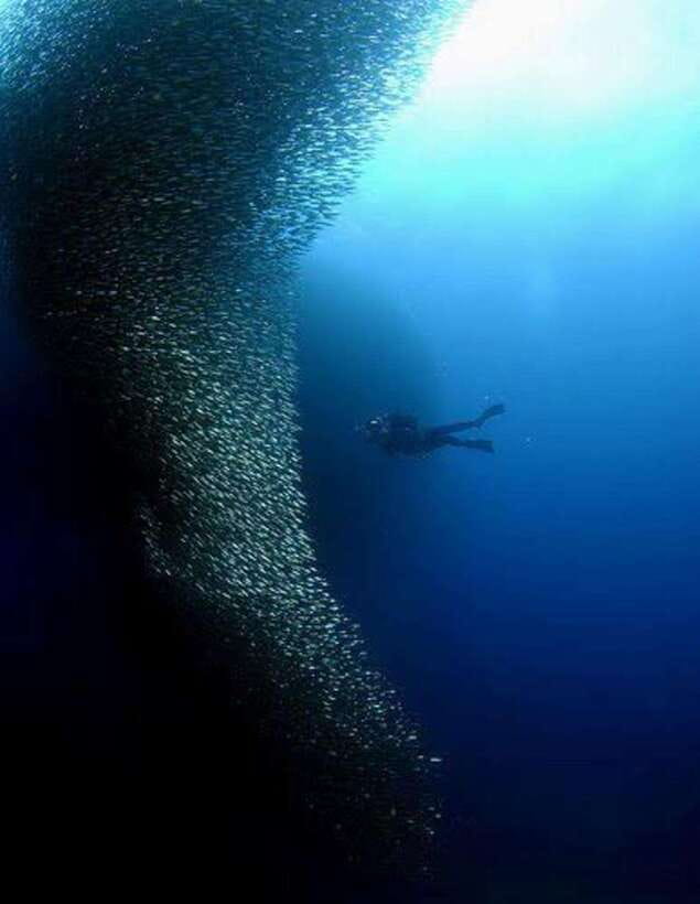 Cebu: Moalboal Scuba Diving, Sardines Run & Pescador Snorkel - Quick points to know