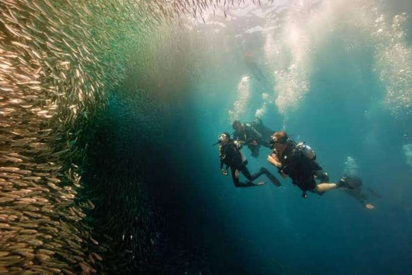 Cebu: Moalboal Scuba Diving, Sardines Run & Pescador Snorkel - Why Moalboal’s sardine run is worth the trip