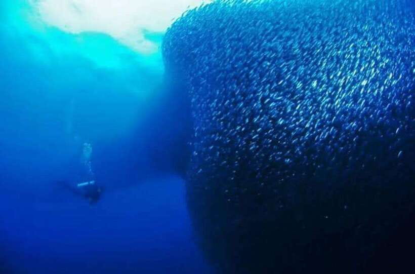 Cebu: Moalboal Scuba Diving, Sardines Run & Pescador Snorkel - The Moalboal water session