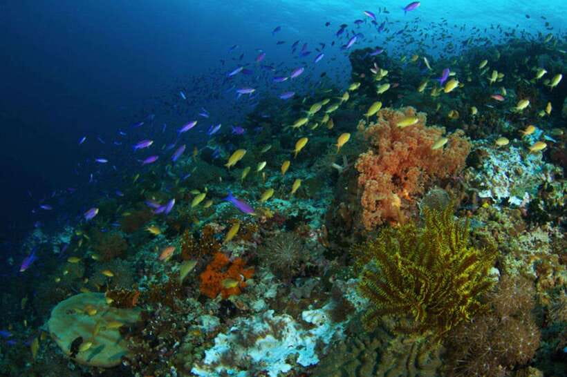 Cebu: Moalboal Scuba Diving, Sardines Run & Pescador Snorkel - How the sardine encounter feels underwater