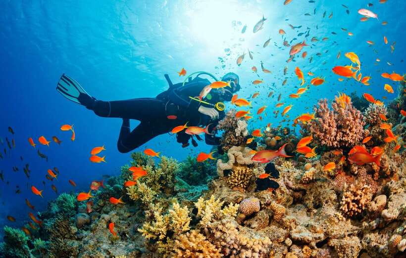 Cebu: Moalboal Scuba Diving with Sardines and Turtle Snorkel - Why Moalboal’s sardine run is worth the trip
