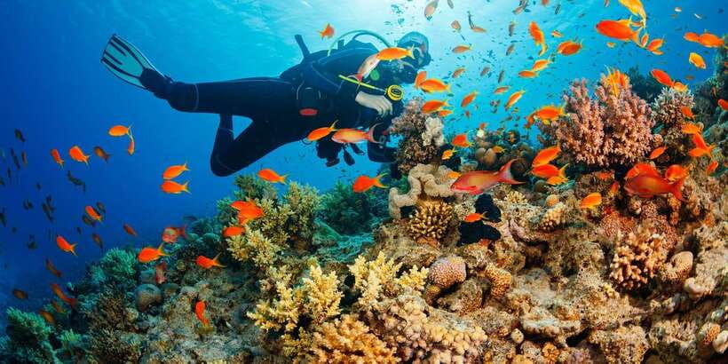 Cebu: Moalboal Scuba Diving with Sardines and Turtle Snorkel - Meeting millions of sardines near Panagsama Beach