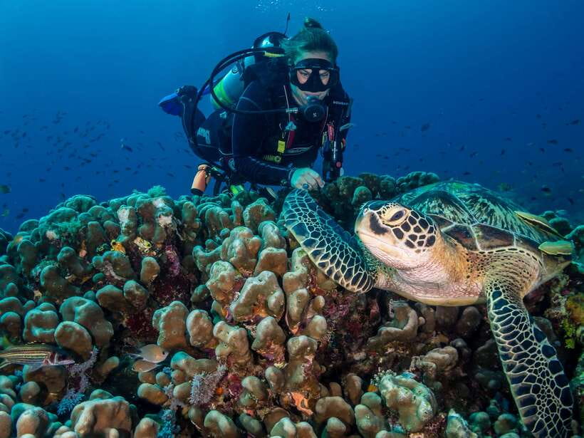 Cebu: Moalboal Scuba Diving with Sardines and Turtle Snorkel - How the handoffs affect the day