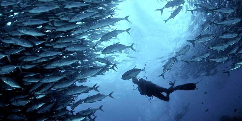 Cebu: Moalboal Scuba Diving with Sardines and Turtle Snorkel - The early pickup from Cebu and the long road south
