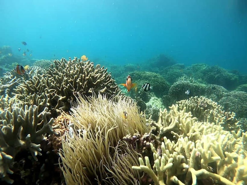 Cebu: Moalboal Snorkeling, Mantayupan Falls & ATV Adventure - One hour on an ATV in Barili