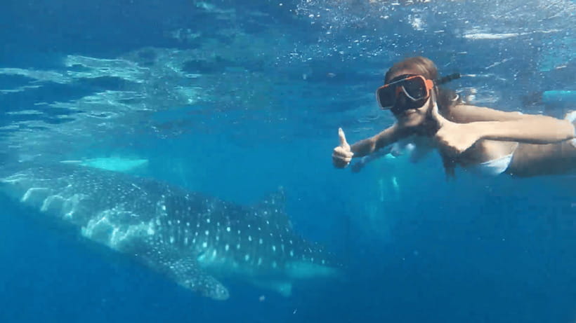 Cebu: Oslob Whale Shark and Moalboal Snorkeling Tour - Key points to know before booking