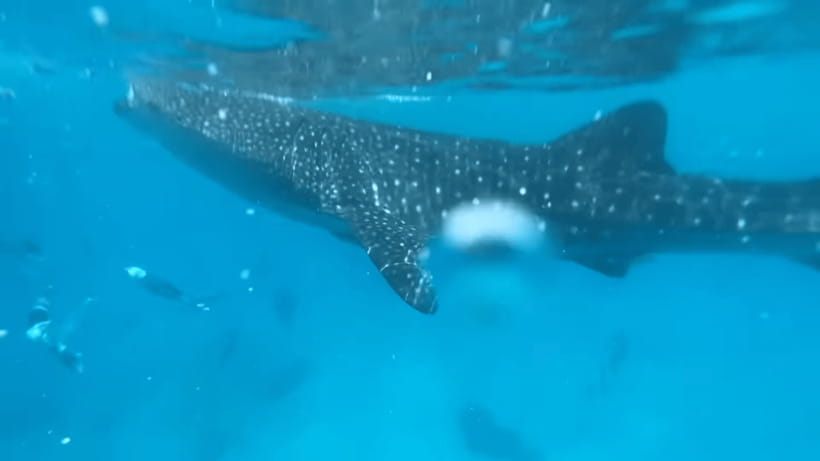 Cebu: Oslob Whale Shark and Moalboal Snorkeling Tour - Meeting the whale sharks at Oslob