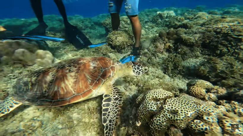 Cebu: Oslob Whale Shark and Moalboal Snorkeling Tour - Breakfast and the long move south